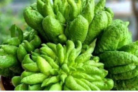 Việt Nam có vị thuốc quý, nhiều người nghĩ không ăn được, chỉ để trưng ngày Tết