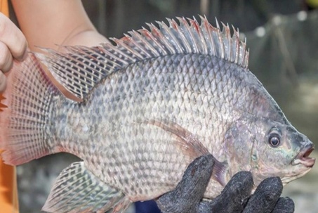 Cá rô phi Việt Nam 'làm mưa làm gió' ở nhiều nước