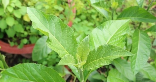 Loại lá nhiều người ăn để tránh say rượu