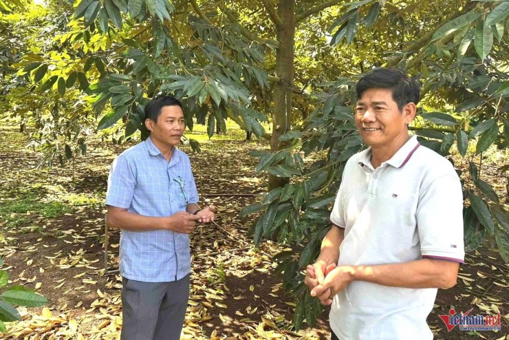 Ông Trịnh Văn Dương (phải), bên vườn sầu riêng của gia đình. Ảnh: Hải Dương
