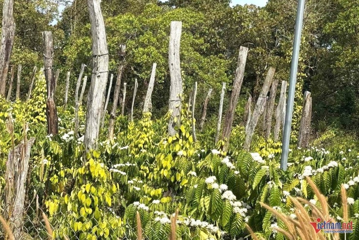 Vườn cà phê trồng xen hồ tiêu xanh mướt của một hộ dân thôn Đồi Mây. Ảnh: Hải Dương