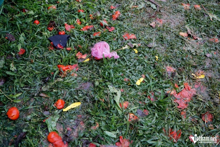 Cà chua vương vãi khắp nền đất. Ảnh: Lê Dương