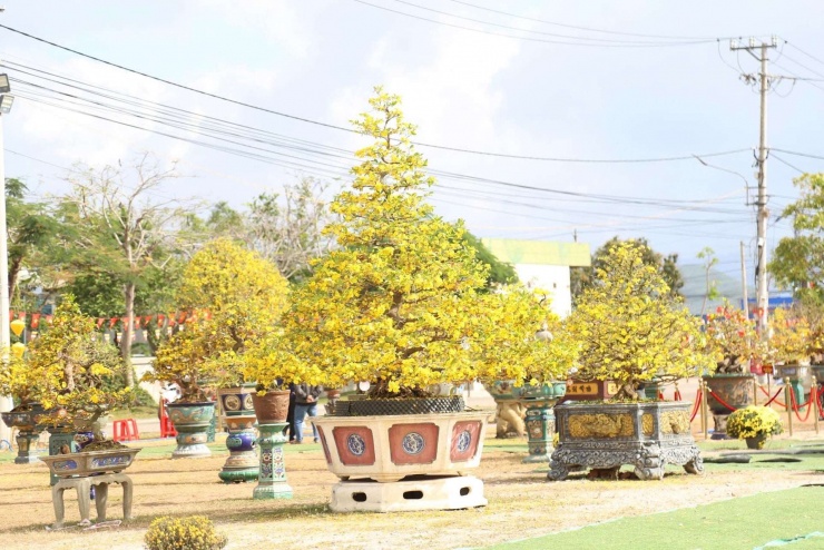 Cả trăm gốc mai vàng có dáng thế độc lạ đang nở rộ ở phường An Nhơn Đông, Gia Lai.