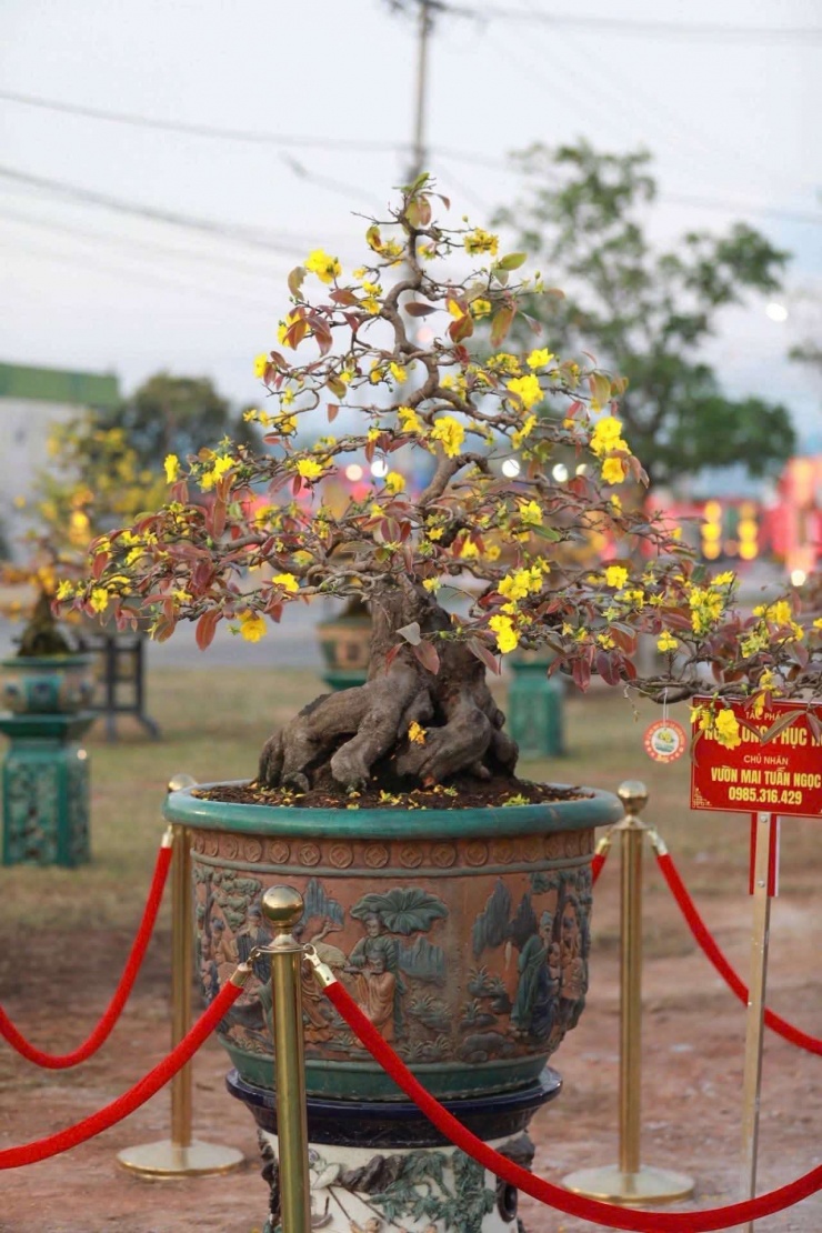 Chủ nhân của cây mai vàng “khủng” này là ông Nguyễn Trí Tuấn, chủ vườn mai bonsai Tuấn Ngọc (ngụ thôn Thanh Liêm, xã Nhơn An, thị xã An Nhơn, tỉnh Bình Định trước đây), nay thuộc tỉnh Gia Lai. Cây mai vàng ở Việt Nam hiếm thấy có dáng thế độc đáo với bộ rễ hình chân con thú rừng và 5 nhánh lớn tựa “ngũ long”, đang được chủ nhân rao bán với giá 1 tỷ đồng, thu hút sự quan tâm của giới chơi mai cảnh.
