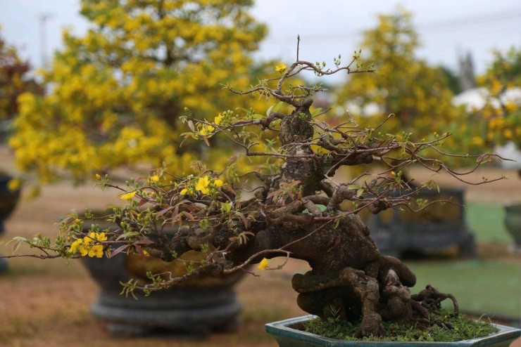 Gốc mai có dáng thế độc đáo, nở hoa và lộc xuân.