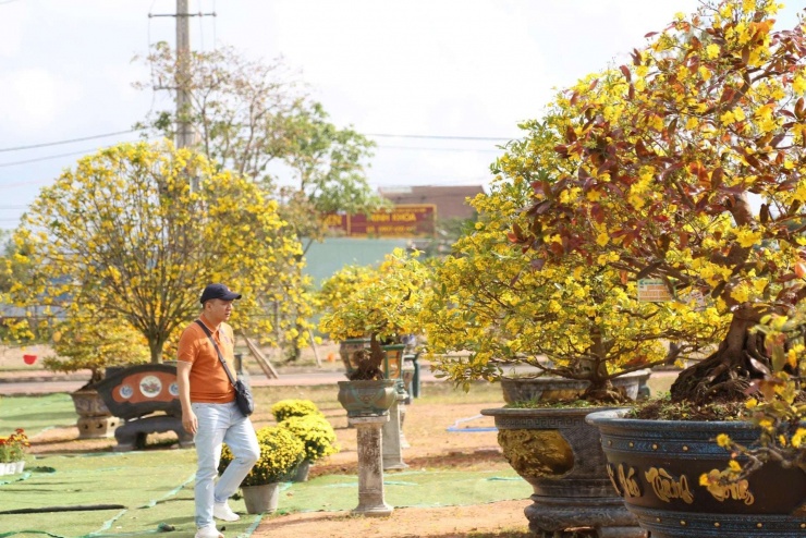 Những gốc mai vàng nở rộ khiến người xem thích thú.