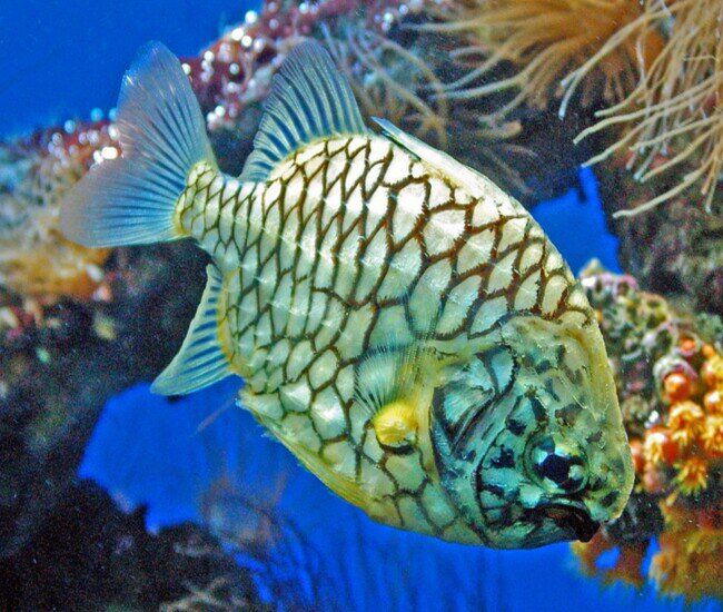 Cá mãng cầu là loài cá biển hiếm, thân tròn, vảy vàng cam viền đen. Sống ở vùng biển nhiệt đới, sản lượng ít, chưa nuôi nhân tạo tại Việt Nam.