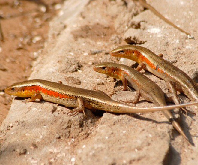 Đặc sản nhìn "sợ khiếp vía" chỉ có theo mùa, xưa không dám ăn nay thành món ngon được săn lùng, 350.000 đ/kg - 1