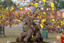 Nơi này ở Bình Định cũ, nay là Gia Lai, trăm cây mai vàng dáng thế "độc lạ" đội hoa đẹp như phim, dân kéo đến xem