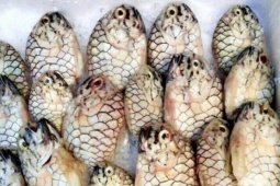 Loài cá tên giống một loại trái cây, được "săn lùng" vì thịt thơm ngon, giá 500.000 đồng/kg