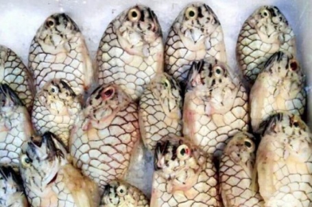 Loài cá tên giống một loại trái cây, được "săn lùng" vì thịt thơm ngon, giá 500.000 đồng/kg