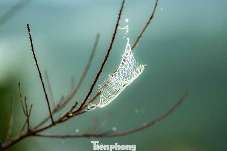 Sương mù bám vào tơ nhện.