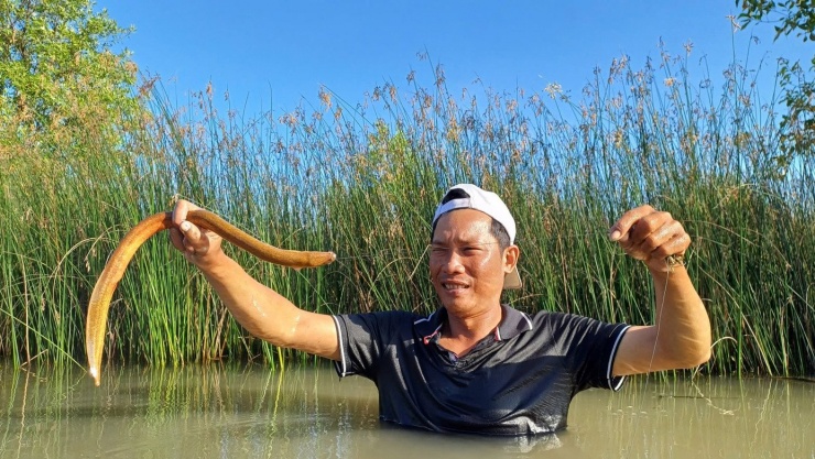 Con lịch sống trong vuông tôm ở Cà Mau thường có màu nâu và vàng. Với người nuôi tôm, lịch là loài phá hoại, nhưng về phương diện ẩm thực đây là một loài đặc sản được nhiều người tìm mua.