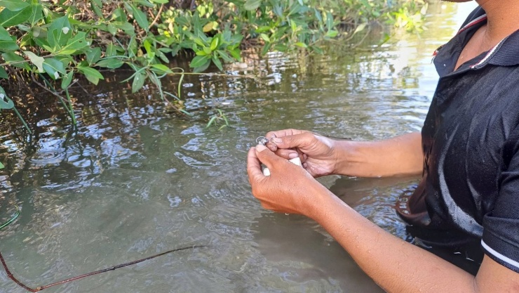 Mồi cắm lịch được lấy từ thịt cá phi đã cắt thành từng miếng nhỏ móc vào lưỡi câu rồi đưa vào hang lịch.