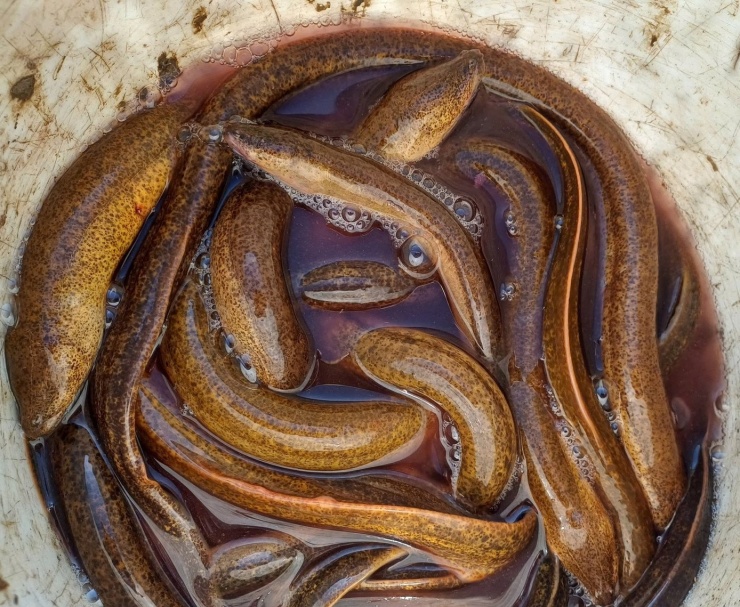 Tại Cà Mau, lịch có rất nhiều trong vuông tôm của người dân. Do lịch ăn tôm, tép, cua nhỏ… nên hộ nuôi ai cũng muốn tiêu diệt để giảm hao hụt khi thả con giống.