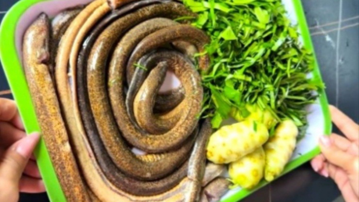 Con lịch có thể chế biến thành những món ăn ngon, như: Nướng mọi, xào sả ớt, um lá nhàu, nấu canh chua cơm mẻ…