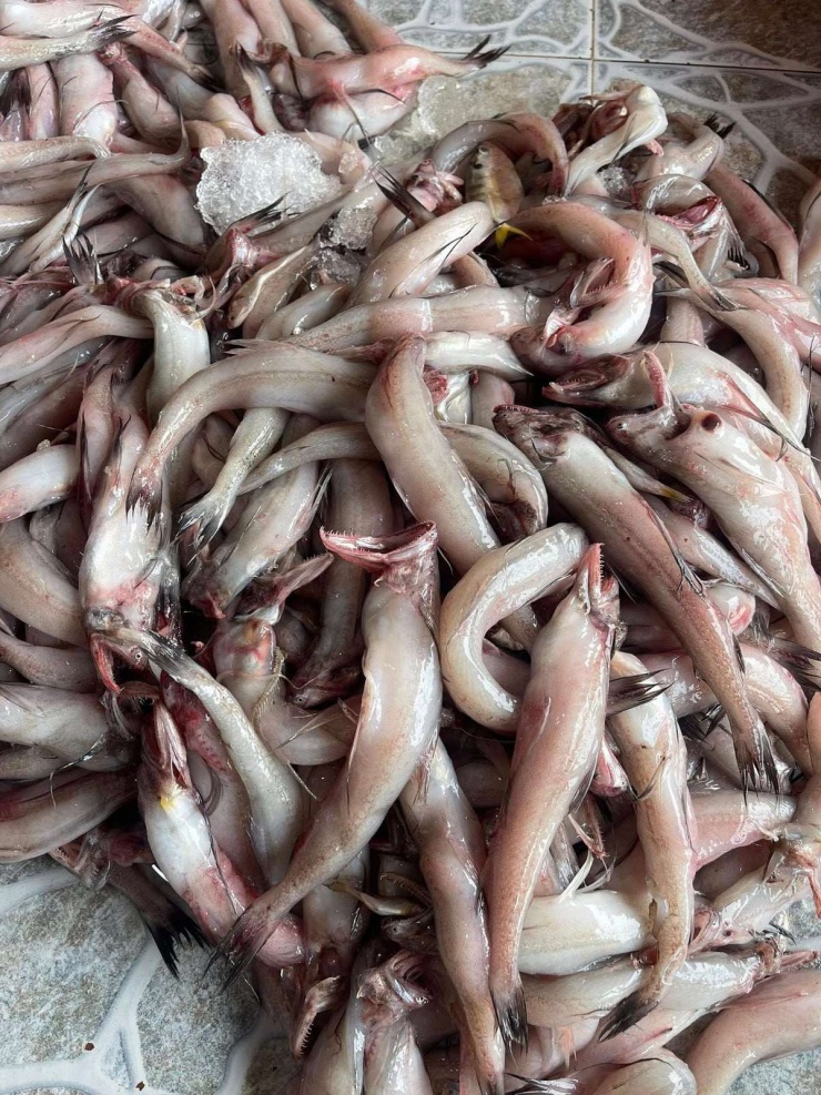 Cá khoai sống chủ yếu ở nước mặn, bơi thành từng đàn, mình tròn, thon dài như củ khoai lang. Ảnh: Facebook