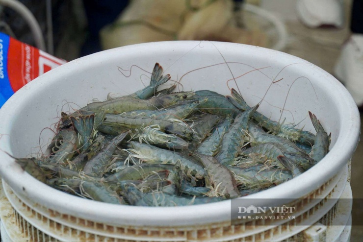 Năm 2019, ông Phương bắt đầu chuyển sang nuôi tôm theo công nghệ cao nên con tôm phát triển đồng đều hơn. Ảnh: Hữu Dụng