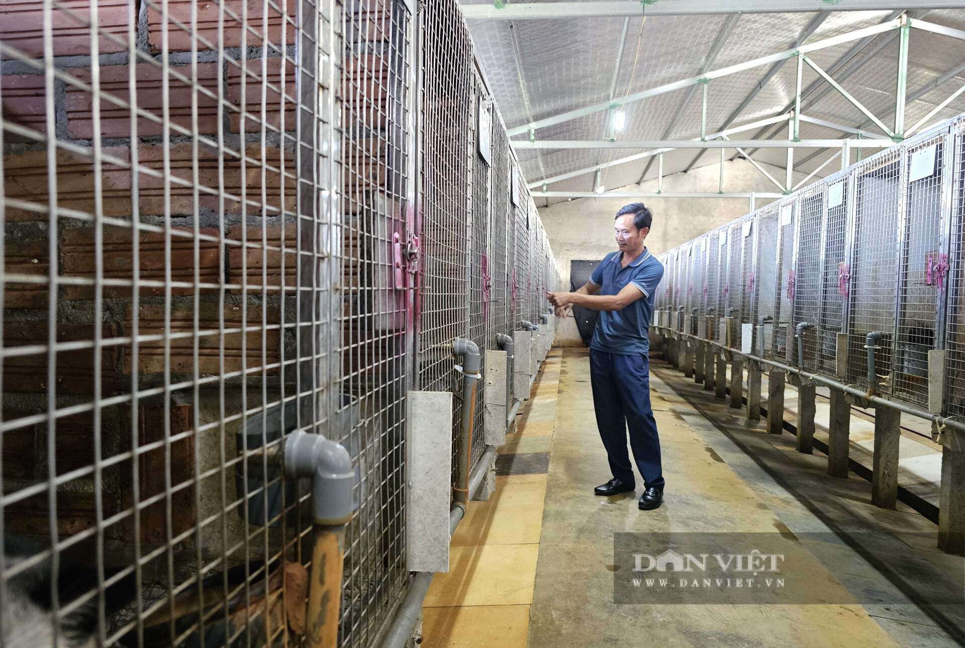 Anh Võ Văn Nguyên ở xã Hưng Nguyên Nam, tỉnh Nghệ An xây dựng chuồng trại hiện đại nuôi hơn 400 con chồn hương. Con động vật mắt tròn xoe đang giúp anh Nguyên thu về tiền tỷ mỗi năm. Ảnh: N.T