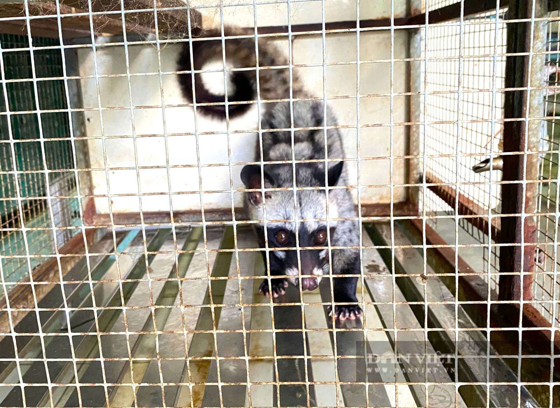Mô hình nuôi chồn hương sinh sản của anh Nguyễn Văn Chương ở xã Đại Đồng, tỉnh Nghệ An. Anh Chương cho biết, nhu cầu con chồn hương giống đang rất cao, có từng nào cũng bán hết. Ảnh: N.T