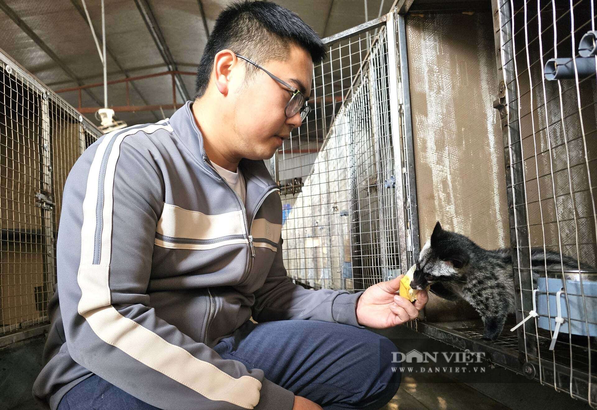Anh Lê Minh Tú ở phường Vinh Hưng, tỉnh Nghệ An - một trong những ông chủ trang trại thành công lớn khi nuôi chồn hương. Ảnh: N.T
