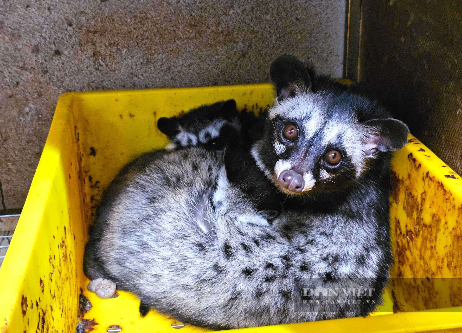 Anh Lê Minh Tú ở phường Vinh Hưng, tỉnh Nghệ An - một trong những ông chủ trang trại thành công lớn khi nuôi chồn hương. Ảnh: N.T