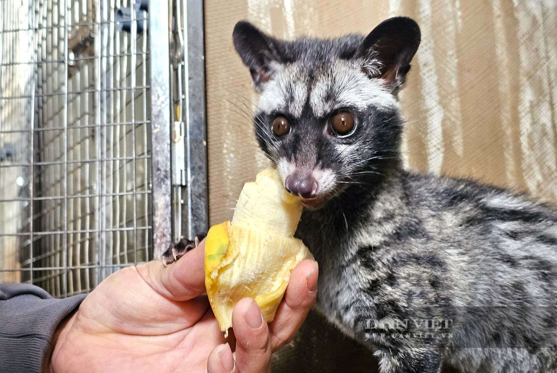 Anh Lê Minh Tú ở phường Vinh Hưng, tỉnh Nghệ An - một trong những ông chủ trang trại thành công lớn khi nuôi chồn hương. Ảnh: N.T