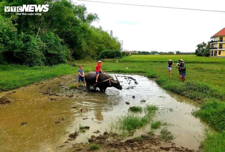 Ngoài tham quan rừng dừa, du khách có thể trải nghiệm cấy lúa, trồng rau, cưỡi trâu hay “Một ngày làm nông dân” khi đến Cẩm Thanh.
