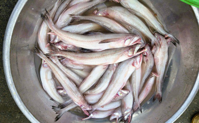 Cá khoai, mặt hàng có giá cao ngất, người dân hồ hởi vươn khơi thu bạc triệu