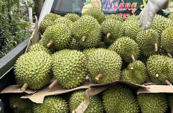 Xe thu mua sầu riêng vào tận vườn nông dân