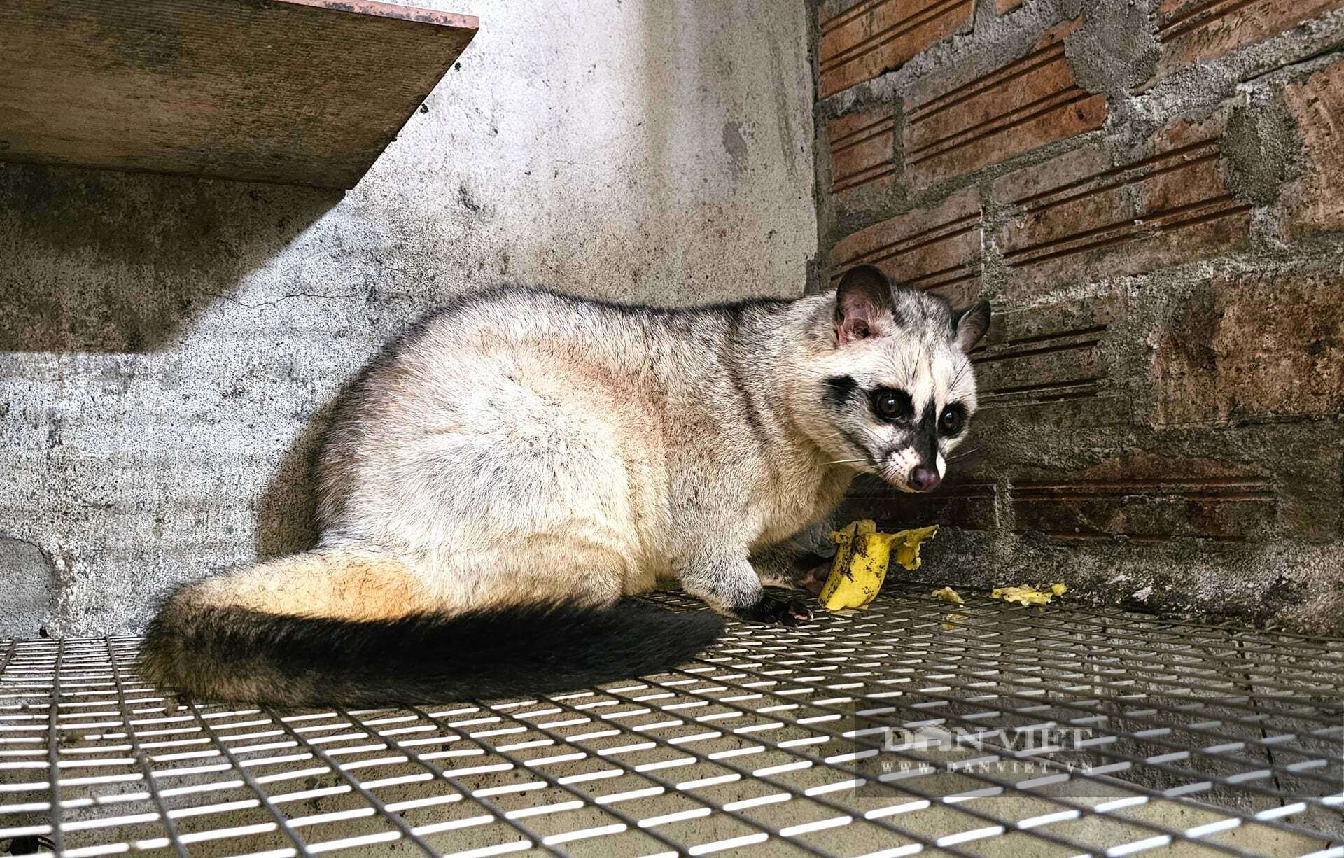 Anh Võ Văn Nguyên ở xã Hưng Nguyên Nam, tỉnh Nghệ An xây dựng chuồng trại hiện đại nuôi hơn 400 con chồn hương. Con động vật mắt tròn xoe đang giúp anh Nguyên thu về tiền tỷ mỗi năm. Ảnh: N.T
