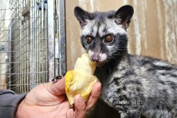 Con vật gì mắt tròn xoe, ham ăn cá, chuối chín đang giúp nông dân Nghệ An "cất tiền tỷ"?