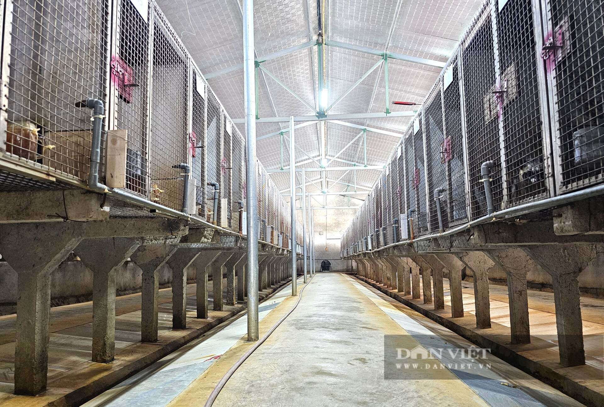 Anh Võ Văn Nguyên ở xã Hưng Nguyên Nam, tỉnh Nghệ An xây dựng chuồng trại hiện đại nuôi hơn 400 con chồn hương. Con động vật mắt tròn xoe đang giúp anh Nguyên thu về tiền tỷ mỗi năm. Ảnh: N.T