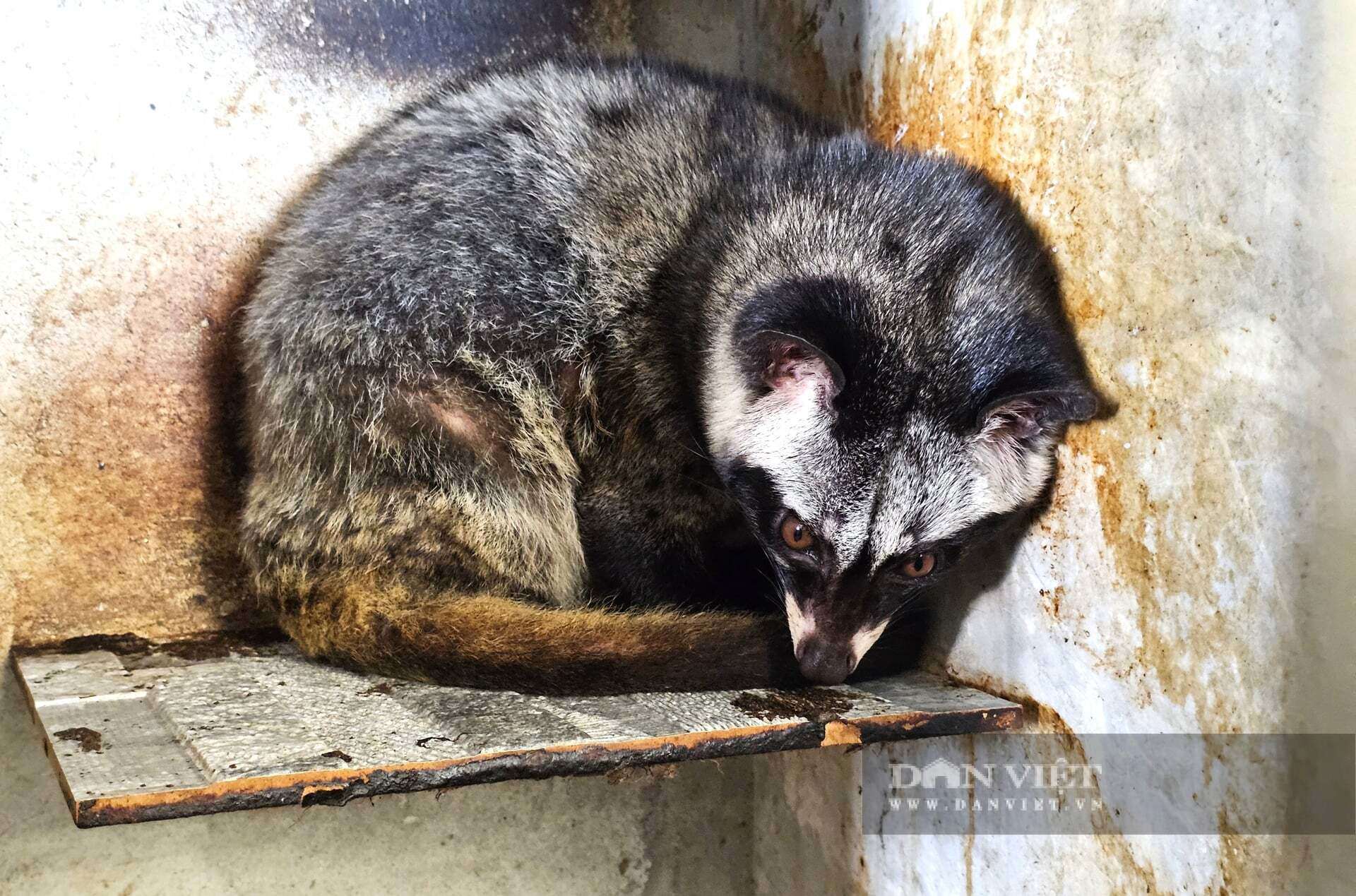Chồn hương, con động vật mắt tròn xoe, ham ăn cá và chuối đang giúp nhiều nông dân ở Nghệ An làm giàu. Ảnh: N.T
