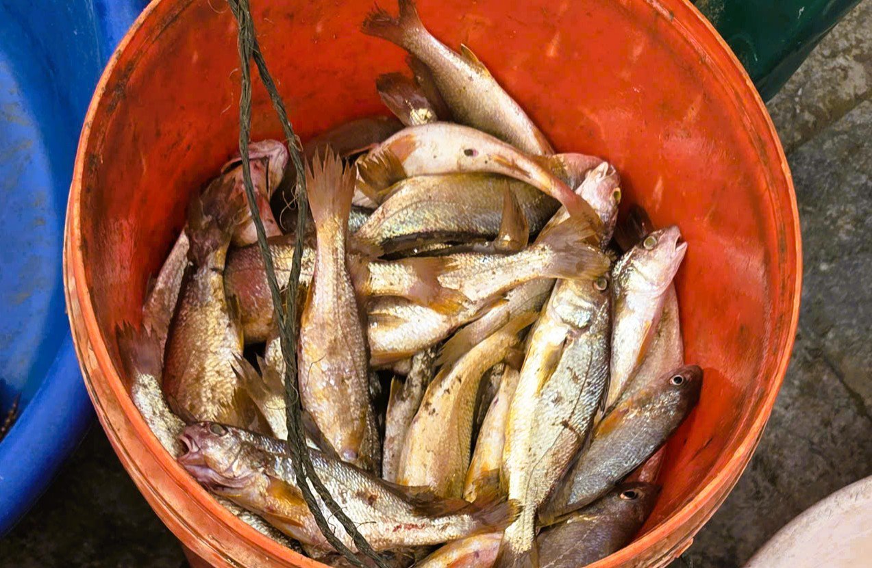 Những chuyến ra khơi đầu năm đầy may mắn của ngư dân Thanh Hóa.