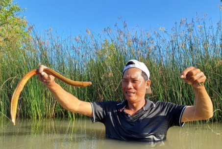 Tò mò nghề 'cắm câu bắt lịch' ở Cà Mau