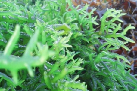 Loại rau mát như kem, không chứa chất béo, hỗ trợ tiêu hoá, làm món này chống ngán cực hiệu quả