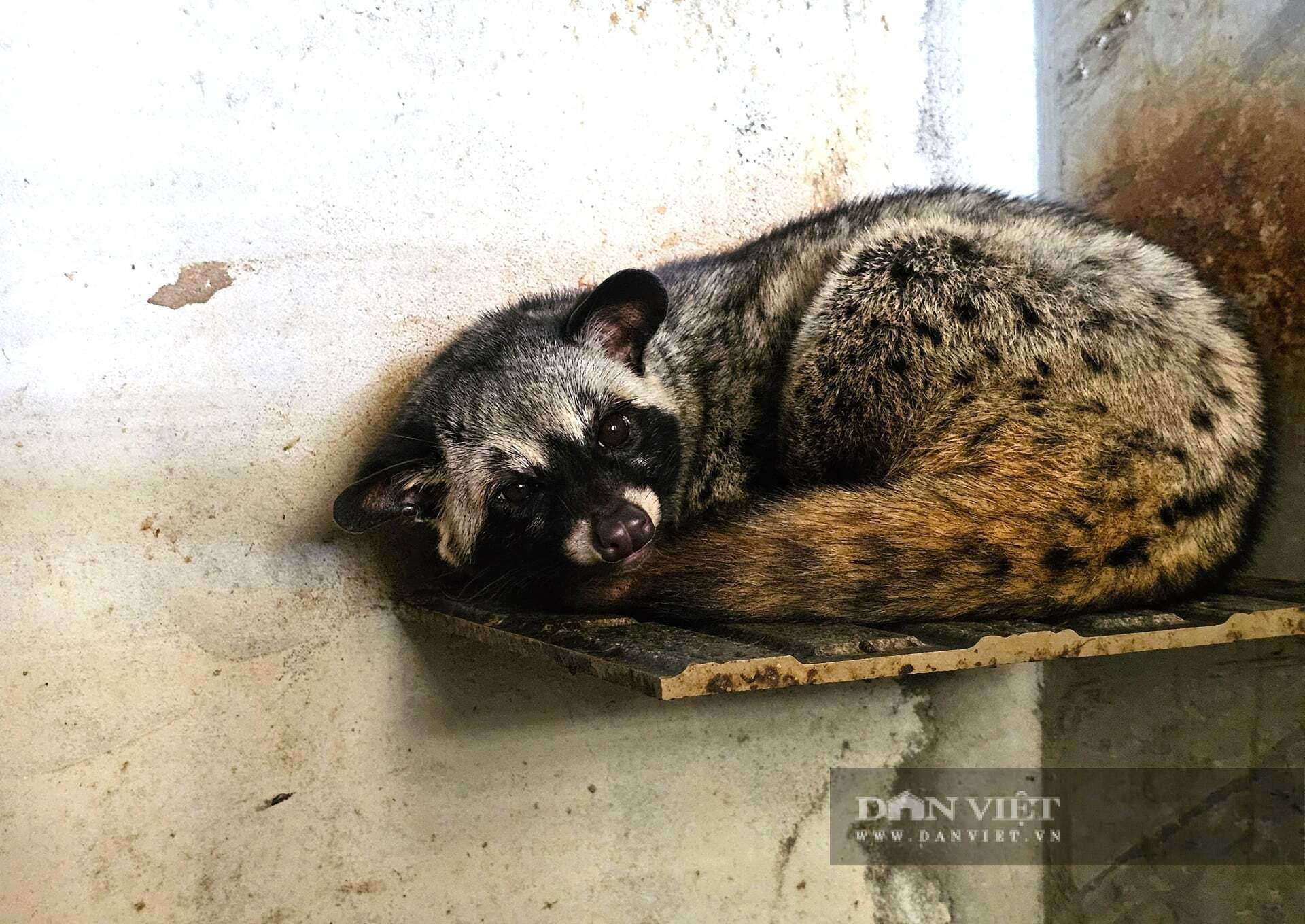 Chồn hương, con động vật mắt tròn xoe, ham ăn cá và chuối đang giúp nhiều nông dân ở Nghệ An làm giàu. Ảnh: N.T