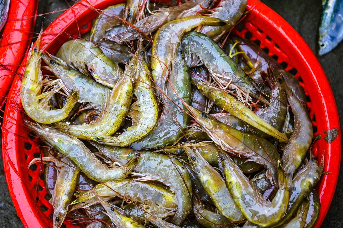 Những chuyến ra khơi đầu năm đầy may mắn của ngư dân Thanh Hóa.