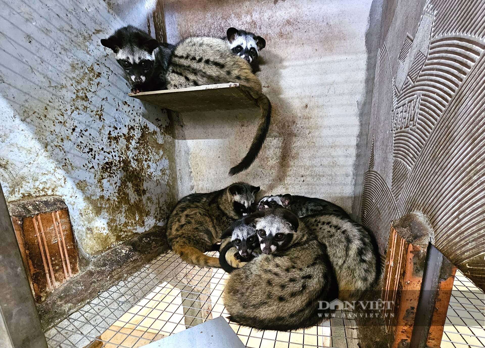 Chồn hương, con động vật mắt tròn xoe, ham ăn cá và chuối đang giúp nhiều nông dân ở Nghệ An làm giàu. Ảnh: N.T