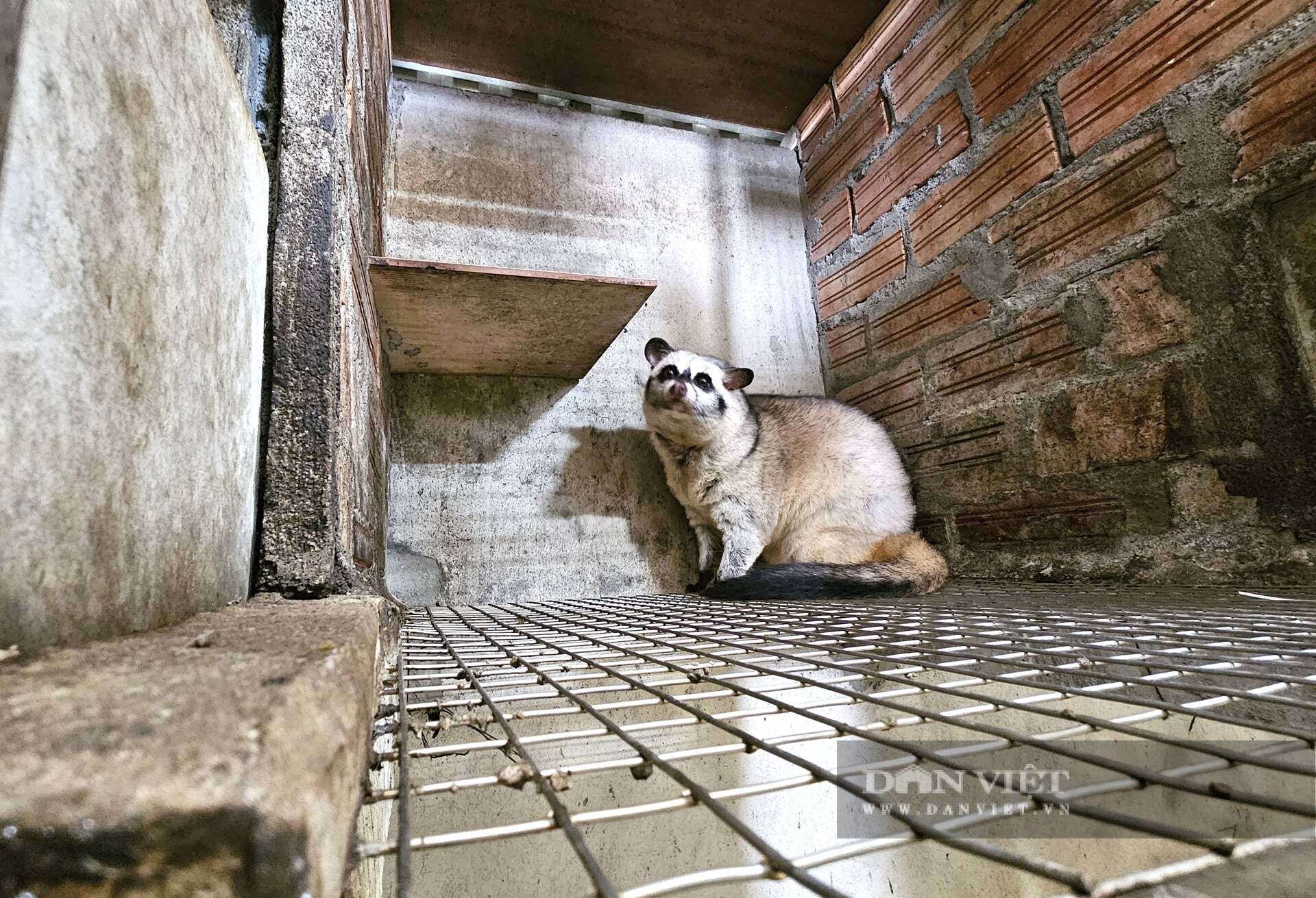 Chồn hương, con động vật mắt tròn xoe, ham ăn cá và chuối đang giúp nhiều nông dân ở Nghệ An làm giàu. Ảnh: N.T