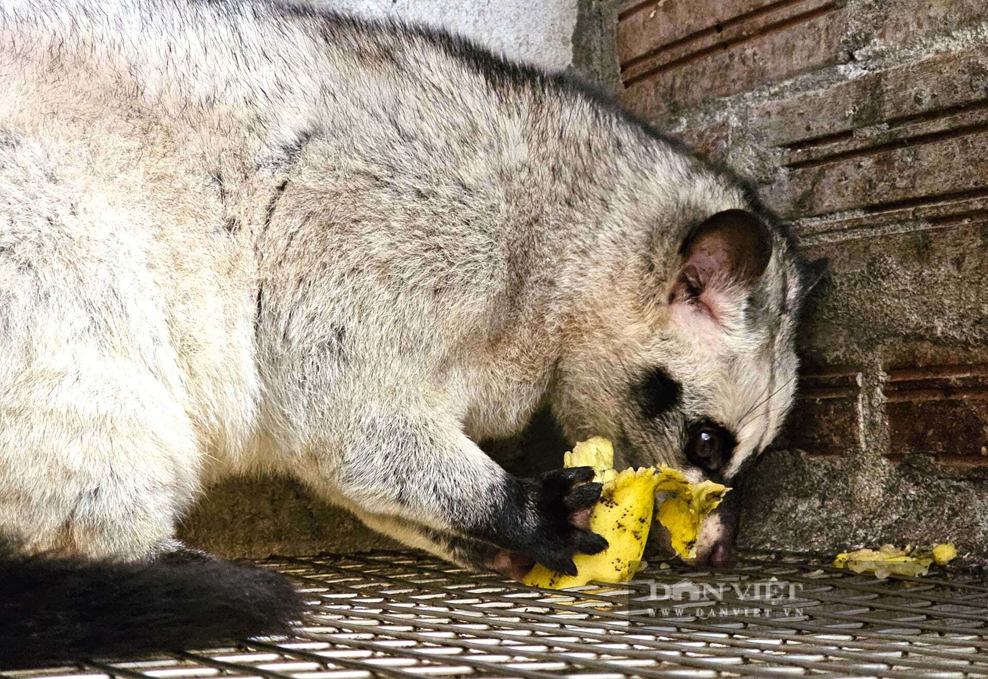 Chồn hương, con động vật mắt tròn xoe, ham ăn cá và chuối đang giúp nhiều nông dân ở Nghệ An làm giàu. Ảnh: N.T