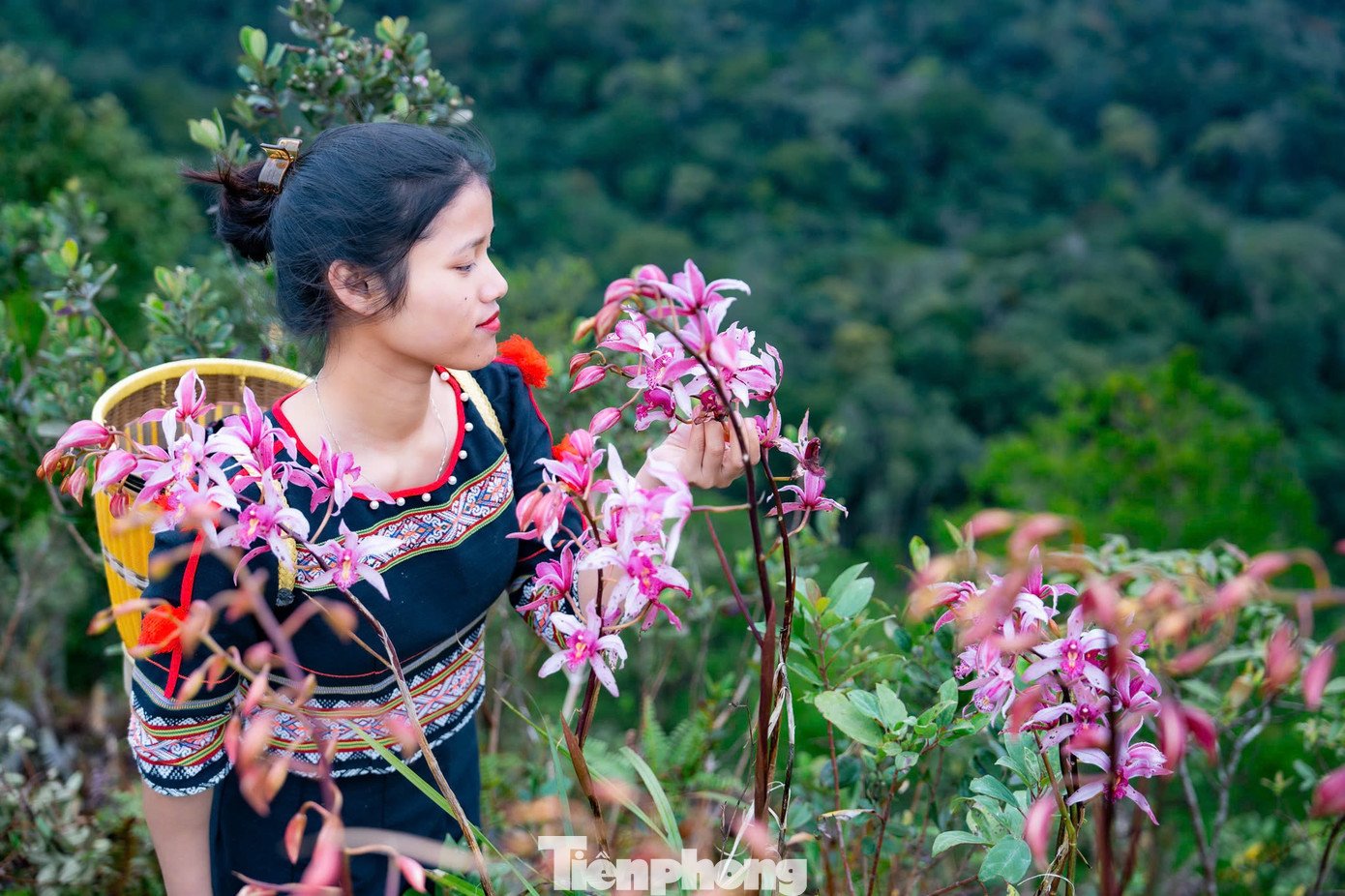 Nhiều loài hoa với nhiều màu sắc khác nhau mọc các sườn núi.