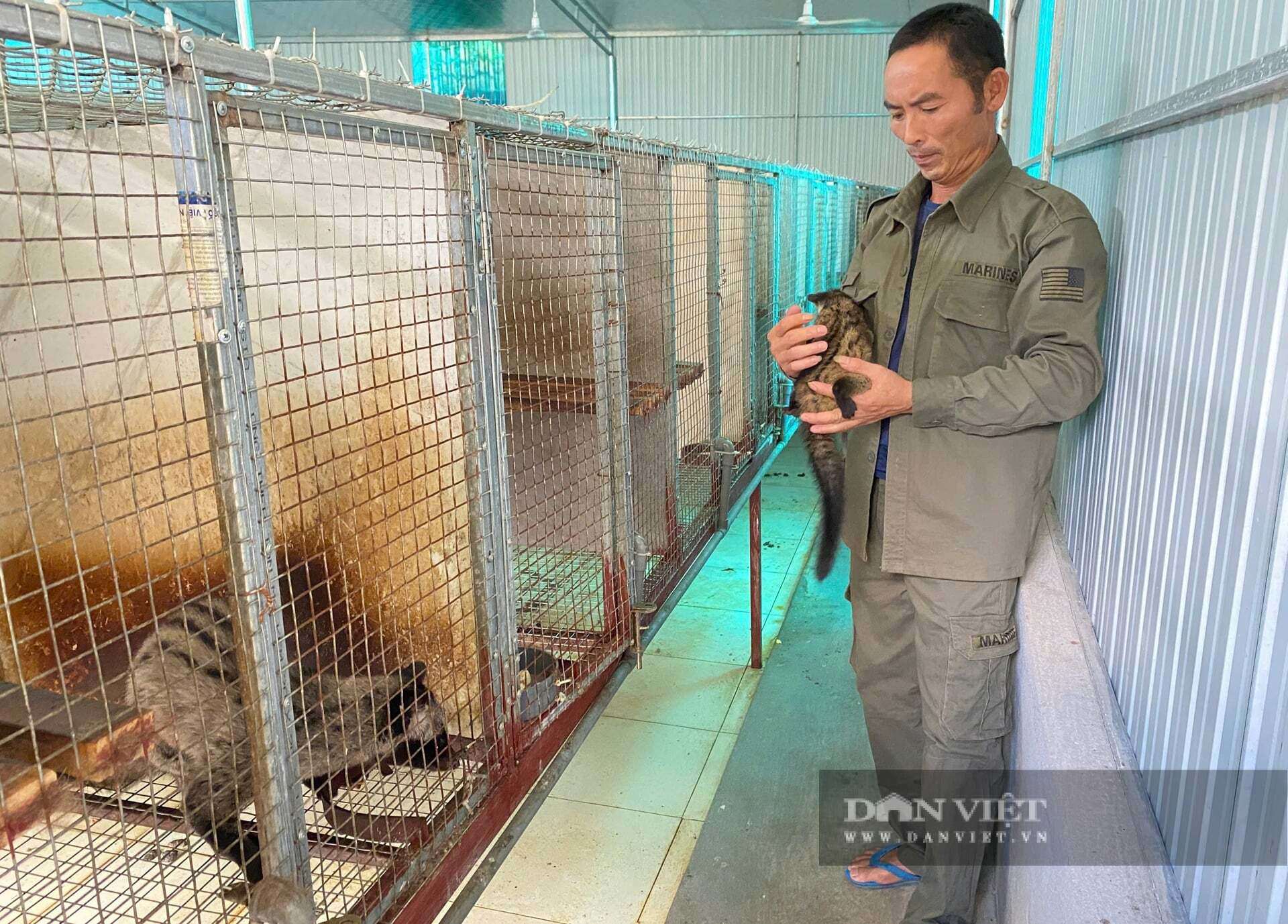 Mô hình nuôi chồn hương sinh sản của anh Nguyễn Văn Chương ở xã Đại Đồng, tỉnh Nghệ An. Anh Chương cho biết, nhu cầu con chồn hương giống đang rất cao, có từng nào cũng bán hết. Ảnh: N.T