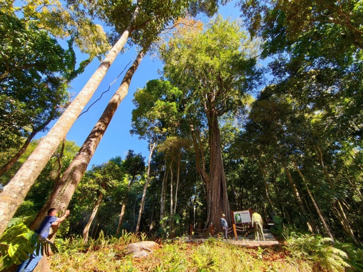 Cổ thụ cao hơn 30m, đường kính thân từ 1,5m trở lên.