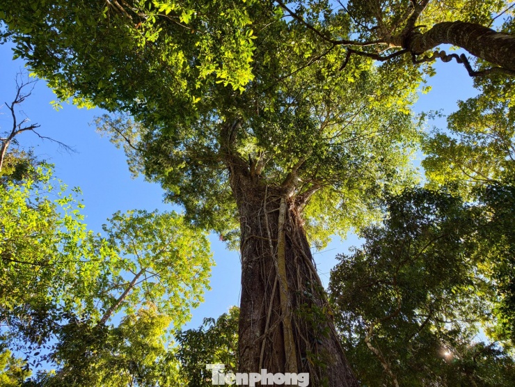 Trong đó khoảng 400 cổ thụ có tuổi đời từ vài trăm đến 2.500 năm. Riêng hai tiểu khu 268 và 277A có khoảng 224 cây phân bố tập trung.