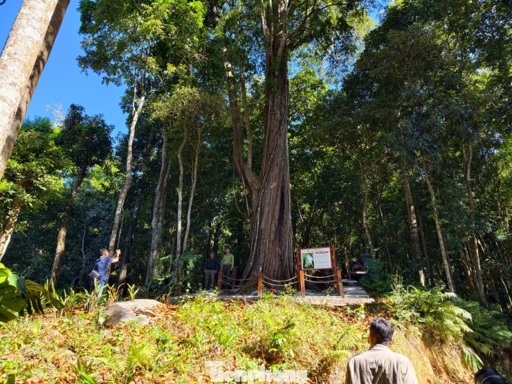 Thông đỏ (tên tiếng Anh là Taxus wallichiana Zuc), thuộc họ Thanh tùng (Taxaceae), là loài đặc hữu có tên trong Sách đỏ Việt Nam, được bảo vệ ở mức nghiêm ngặt.