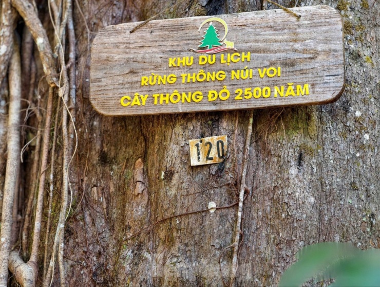 Theo ông Vũ Quốc Khánh - cán bộ Hạt Kiểm lâm Đức Trọng, nhiều cổ thụ đã được đánh số, lập hồ sơ quản lý và theo dõi riêng. Hiện Khu du lịch Rừng thông núi Voi bảo tồn 59 cây, có tuổi từ 500 đến 2.500 năm.