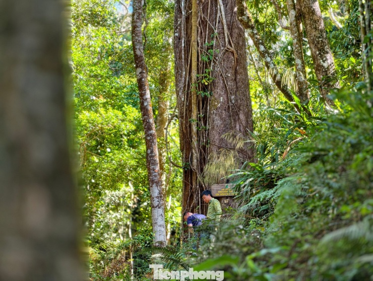 "Đi ngang qua "thần mộc", bà con thường dừng lại hỏi thăm sức khỏe của cây như một cách thể hiện sự tôn kính", ông K’Ten cho hay.