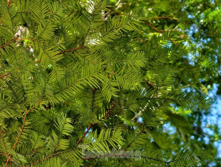 Tận thấy 'thần mộc' hàng nghìn năm tuổi ẩn mình trên núi cao Lâm Đồng - 17